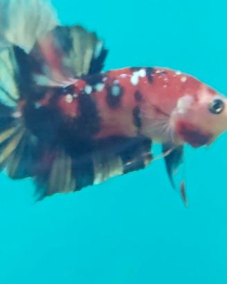 Betta plakat koi