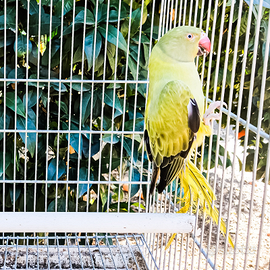 Femmina parrocchetto dal collare opalino
