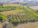 terreno-agricolo-di-12-900-mq-con-magazzino-di-58