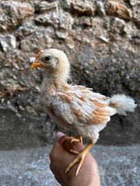 Pulcino ovaiola
