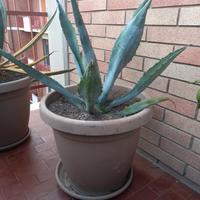 Pianta di Agave