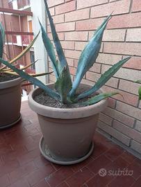 Pianta di Agave