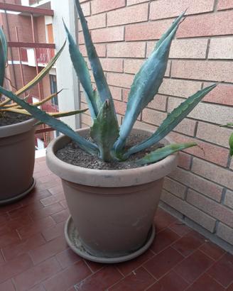 Pianta di Agave