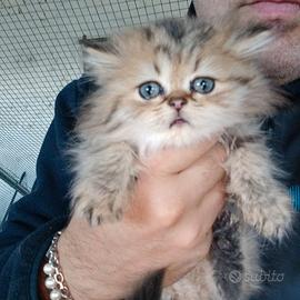 Cucciolo maschio di Gatto Persiano Chinchillà