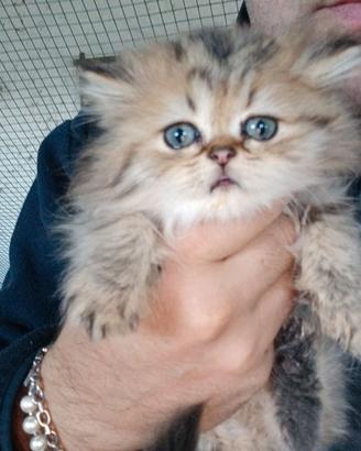 Cucciolo maschio di Gatto Persiano Chinchillà