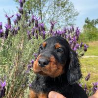 Cuccioli Setter Gordon