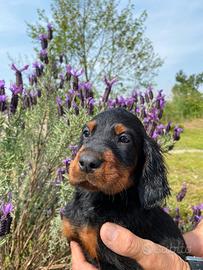 Cuccioli Setter Gordon