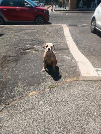 American Bulldog