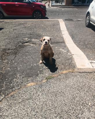 American Bulldog