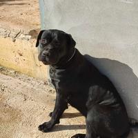 Cucciolona cane Corso