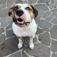 Amstaff maschio con Pedigree per monta