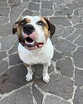 Amstaff maschio con Pedigree per monta