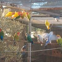 Inseparabili allevati a mano