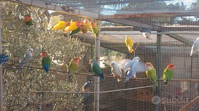 Inseparabili allevati a mano