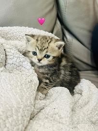 British shorthair