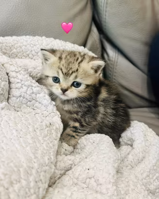 British shorthair