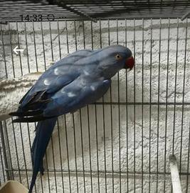 Parrocchetto dal collare femmina