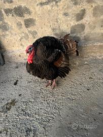 Tacchino maschio per accoppiamento