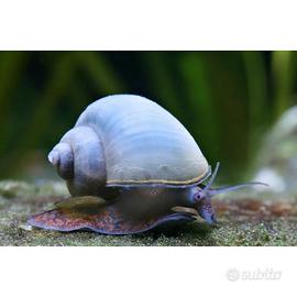 Ampullarie caridine