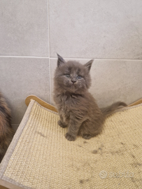 Cuccioli di Maine coon