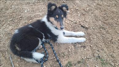 Cuccioli pastore scozzese