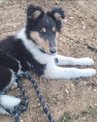 Cuccioli pastore scozzese