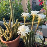 libri  letteratura romantica