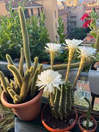 libri  letteratura romantica