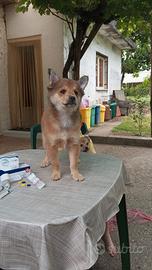 Cuccioli maschi Volpino Fulvo