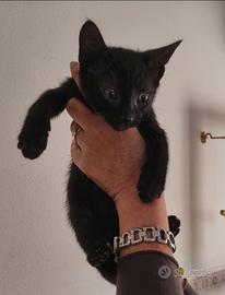 Gattino maschio 2 mesi e mezzo