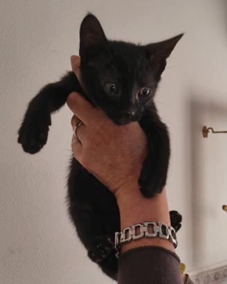 Gattino maschio 2 mesi e mezzo