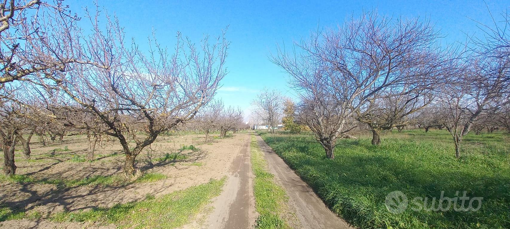 TER. AGRICOLO A SANT'ANASTASIA - Vista 4