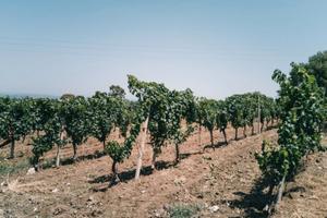 Vigneto uva vino 2.70ha