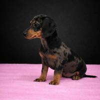 Cucciolo di bassotto