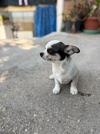 Cucciolo chihuahua messicano