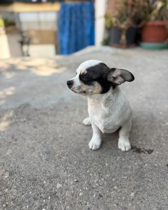 Cucciolo chihuahua messicano