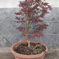 Acero Atropurpureum Bonsai