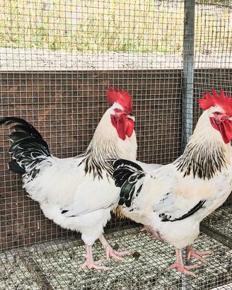 Galline sussex