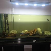 Acquario 120x40x50