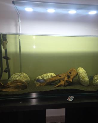 Acquario 120x40x50