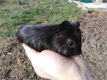 Porcellino d'India / Cavia