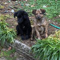 Cuccioli di meticcio