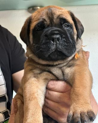 Cuccioli di Bullmastiff Pedigree ENCI. Selezionati
