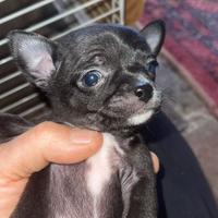 Chihuahua