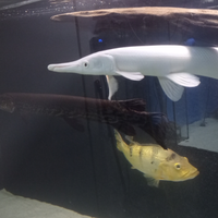 Pesci predatori gar, arowana, catfish, cichla