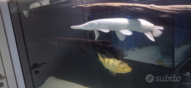 Pesci predatori gar, arowana, catfish, cichla