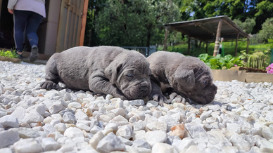 Cuccioli cane corso