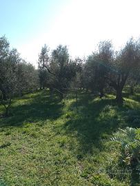Terreno di 2000mt con 60 piante di olivi di oltre