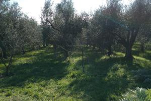 Terreno di 2000mt con 60 piante di olivi di oltre