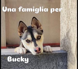 Cane incrocio Cirneco/Hisky